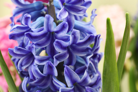 Close up view of beautiful spring hyacinth flowersの写真素材
