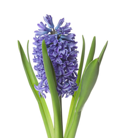 Beautiful spring hyacinth flower isolated on whiteの写真素材