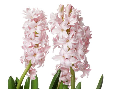 Beautiful spring hyacinth flowers isolated on whiteの写真素材