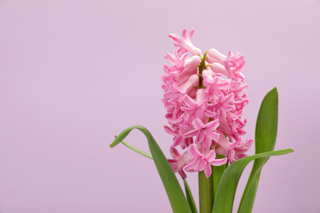 Beautiful spring hyacinth flower on color background. Space for textの写真素材