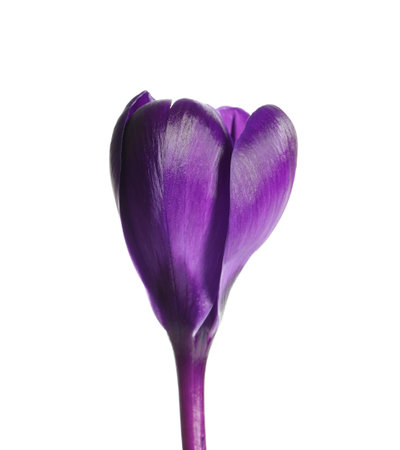 Beautiful spring crocus flower on white backgroundの写真素材