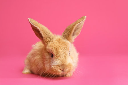 Adorable furry Easter bunny on color background, space for textの写真素材