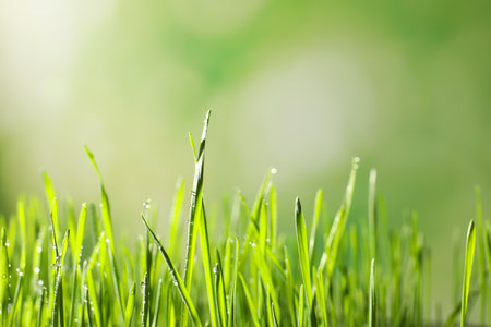 Green wheat grass with dew drops on blurred background, closeupの写真素材