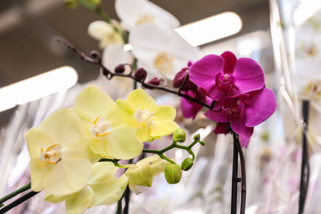 Beautiful blooming tropical orchid flowers on blurred backgroundの写真素材