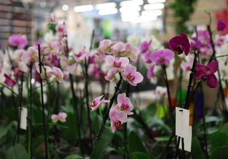 Many beautiful blooming tropical orchid flowers in storeの写真素材