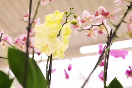 Beautiful blooming tropical orchid flowers in storeの写真素材