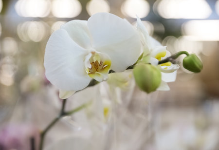 Beautiful blooming tropical orchid in store, closeupの写真素材