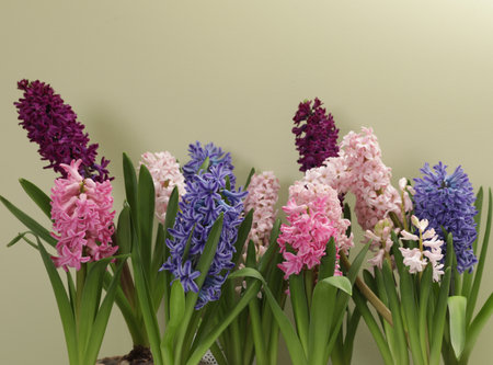 Beautiful spring hyacinth flowers on color backgroundの写真素材