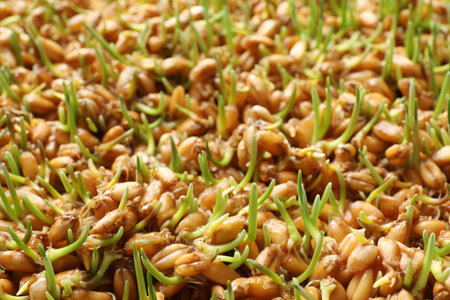 Sprouted wheat grass seeds as background, closeupの写真素材