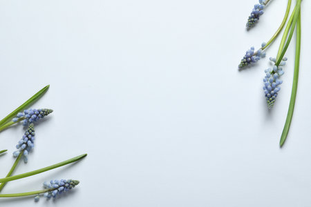 Flat lay composition with beautiful spring muscari flowers on light background, space for textの写真素材
