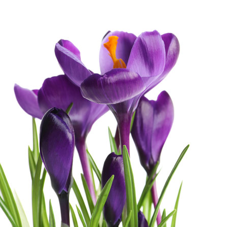 Beautiful spring crocus flowers on white backgroundの写真素材