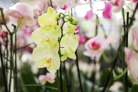 Beautiful blooming tropical orchid on blurred backgroundの写真素材