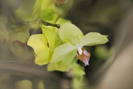 Beautiful blooming tropical orchid on blurred background, closeupの写真素材
