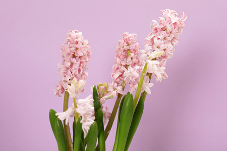 Beautiful spring hyacinth flowers on color backgroundの写真素材