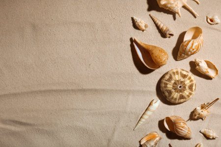 Seashells on beach sand, top view. Space for textの写真素材
