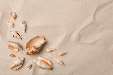 Seashells on beach sand, top view. Space for textの写真素材