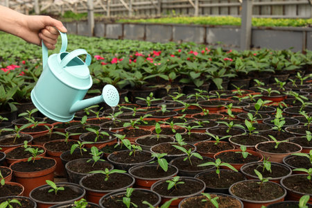 Woman watering fresh growing seedlings in greenhouse, closeup. Space for textの写真素材