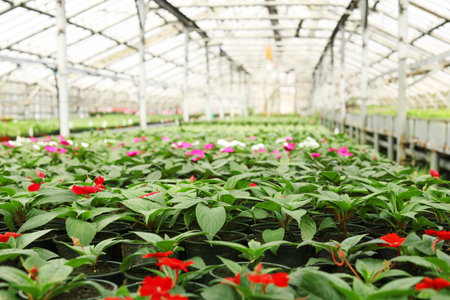 Many pots with fresh seedlings and blooming flowers in greenhouseの写真素材
