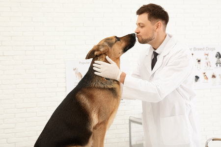 Professional veterinarian examining German Shepherd dog in clinic