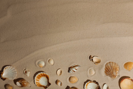 Seashells on beach sand, top view. Space for text