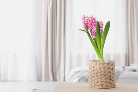 Beautiful hyacinth in wicker pot on table indoors, space for text. spring flowerの写真素材
