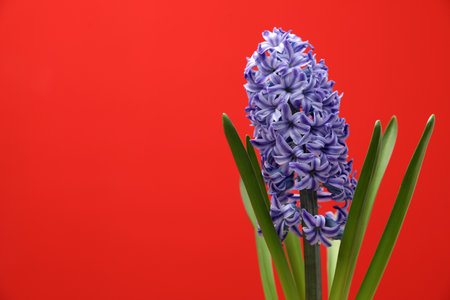 Beautiful hyacinth on color background, space for text. spring flowerの写真素材
