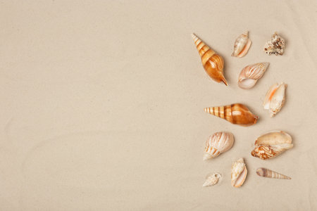 Seashells on beach sand, top view with space for text