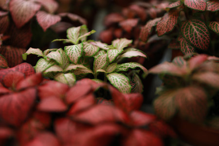 Beautiful plants with bright leaves in floral shop, closeupの写真素材