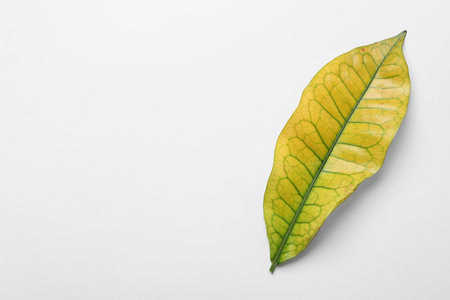 Leaf of tropical codiaeum plant on white background, top viewの写真素材