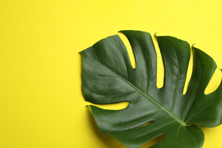 Leaf of tropical monstera plant on color background, top view with space for textの素材 [FY310207937924]