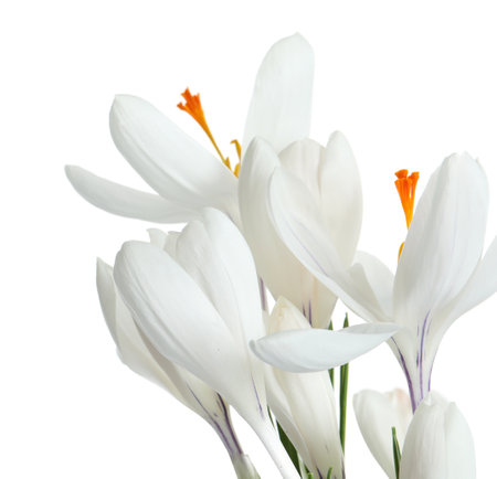 Beautiful spring crocus flowers on white backgroundの写真素材