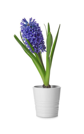 Beautiful spring hyacinth flower isolated on whiteの写真素材