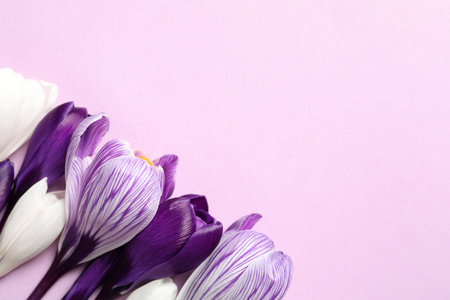 Flat lay composition with spring crocus flowers on color background, space for textの写真素材