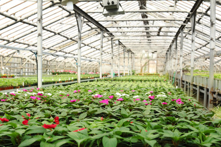 Many pots with fresh seedlings and blooming flowers in greenhouseの写真素材