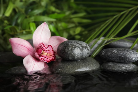 Zen stones and exotic flower in water against blurred background. Space for textの写真素材