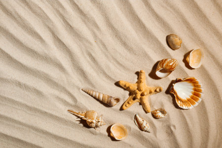 Starfish and seashells on beach sand, top view. Space for textの写真素材