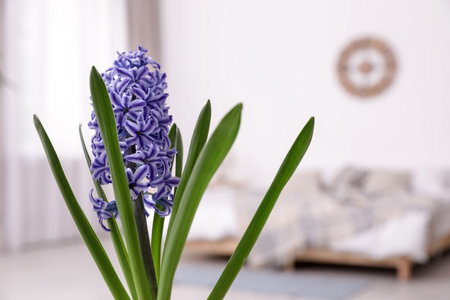 Beautiful hyacinth on blurred background, space for text. spring flowerの写真素材