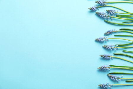 Flat lay composition with spring muscari flowers on color background, space for textの写真素材