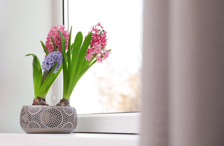 Blooming spring hyacinth flowers on windowsill at home, space for textの写真素材
