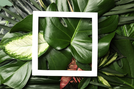 Paper frame on tropical leaves, top viewの写真素材