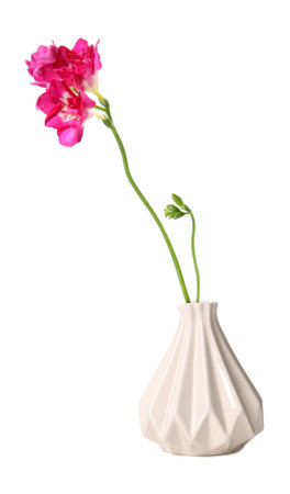 Vase with beautiful spring freesia flower isolated on whiteの写真素材