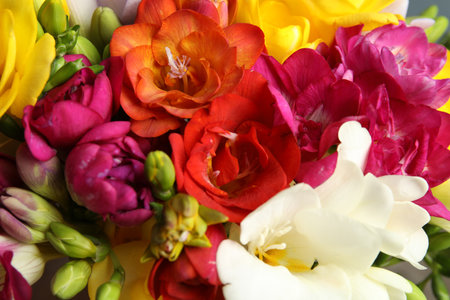 Beautiful bright spring freesia flowers as backgroundの写真素材