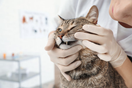 Professional veterinarian examining cat's teeth in clinicの写真素材