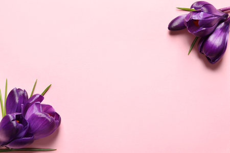 Beautiful spring crocus flowers on color background, flat lay. Space for textの写真素材