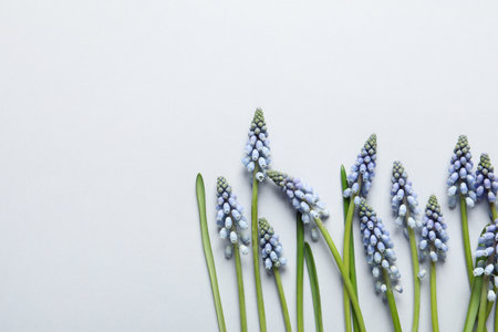 Flat lay composition with spring muscari flowers on light background, space for textの写真素材
