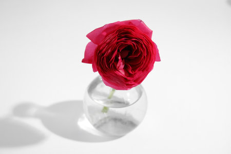 Beautiful ranunculus flower in vase on white backgroundの写真素材