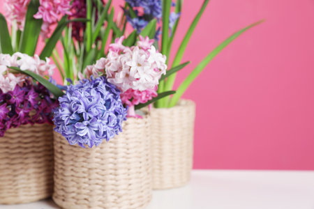 Beautiful hyacinths in wicker pots on table against color background, space for text. spring flowersの写真素材