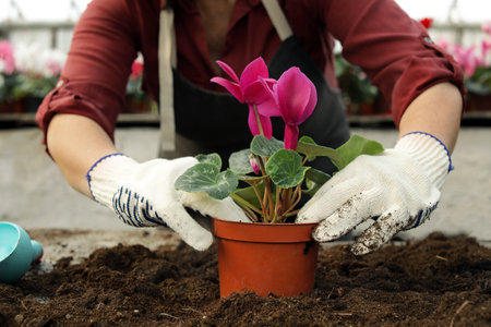 Woman potting flower in greenhouse, closeup. home gardeningの写真素材