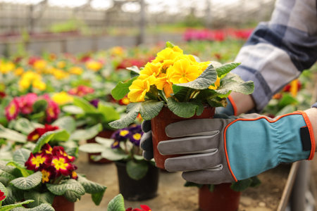 Woman taking care of blooming flowers in greenhouse, closeup with space for text. home gardeningの写真素材