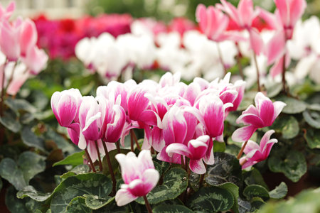 Many blooming flowers in greenhouse, closeup view. home gardeningの写真素材